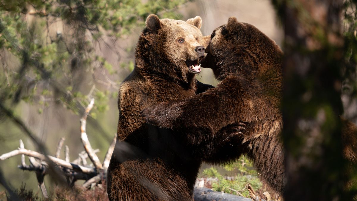 La "mentira" de los osos: algunos son capaces de manipular sus señales para parecer más grandes que sus enemigos