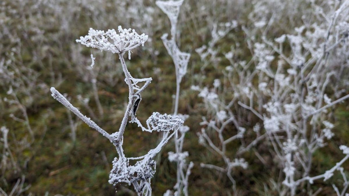 La cencellada pinta de blanco la comarca del Páramo leonés
