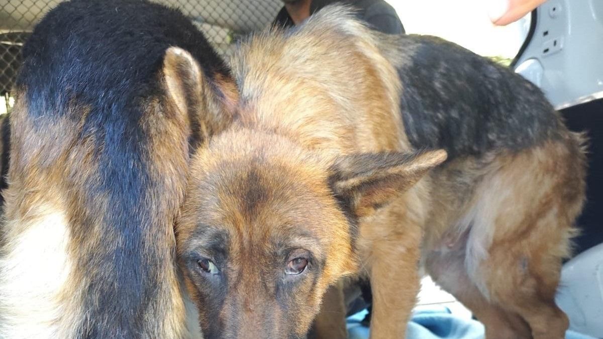La Policía Nacional descubre un criadero de animales en Almayate (Málaga) y detiene a dos personas por maltrato animal