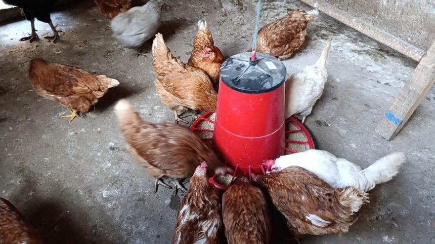 Avalancha de solicitudes para registrar gallinas de autoconsumo en La Rioja