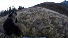 La osa 'Claverina' nada más ser liberada en el Bearn francés en octubre del año pasado.