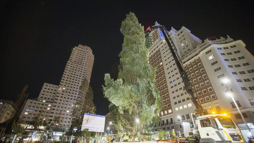 Llega a Plaza España el abeto catalán de 18 metros que iluminará la Navidad de Madrid