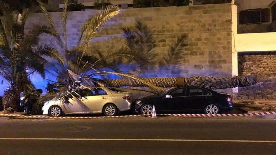Una palmera de grandes dimensiones cae en el Paseo de Chil. 