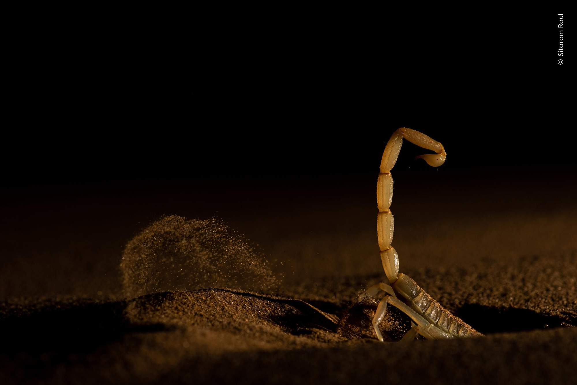'Arena movediza', Premio Comportamiento: invertebrados