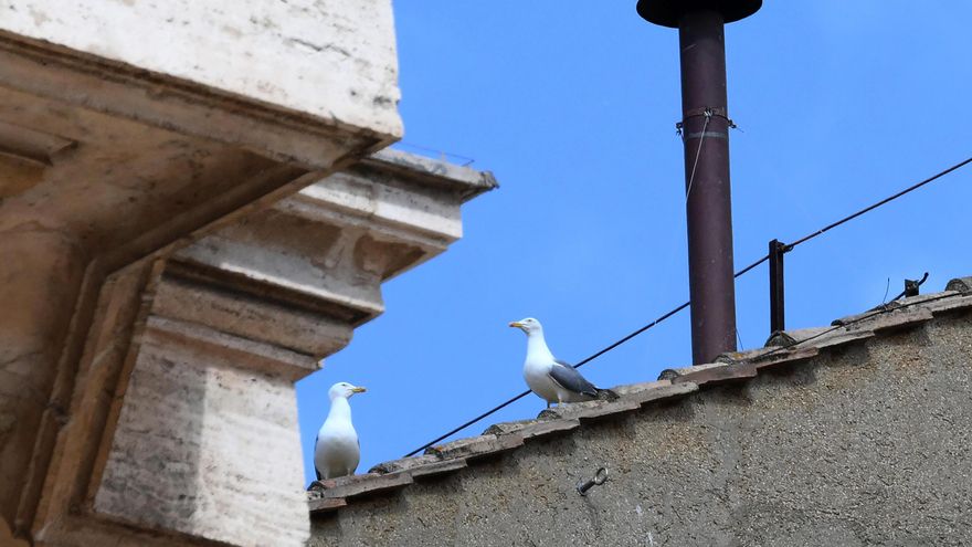 Las gaviotas, la otra imagen del cónclave que molesta en Roma