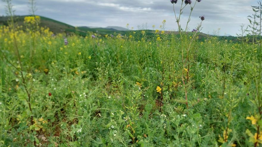 La forma de gestionar la tierra de los agricultores, vital para multiplicar la presencia de insectos polinizadores en solo dos años