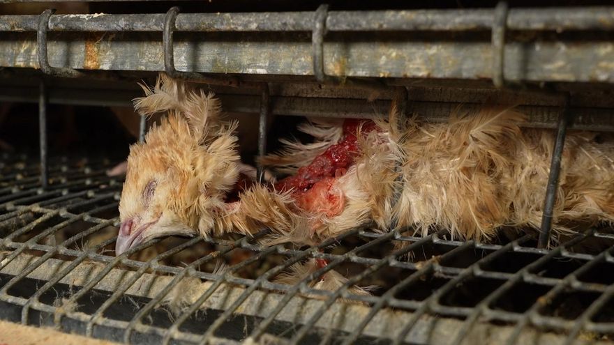 Codornices entre excrementos y cadáveres: así es la 'granja de los horrores' de Catalunya con sello de bienestar animal