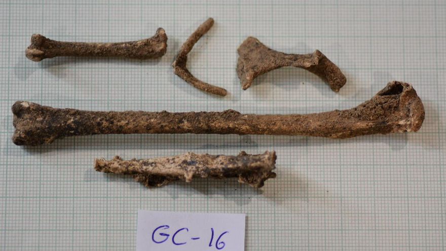 Grupo de huesos de una pardela cenicienta hallada en Gran Canaria
