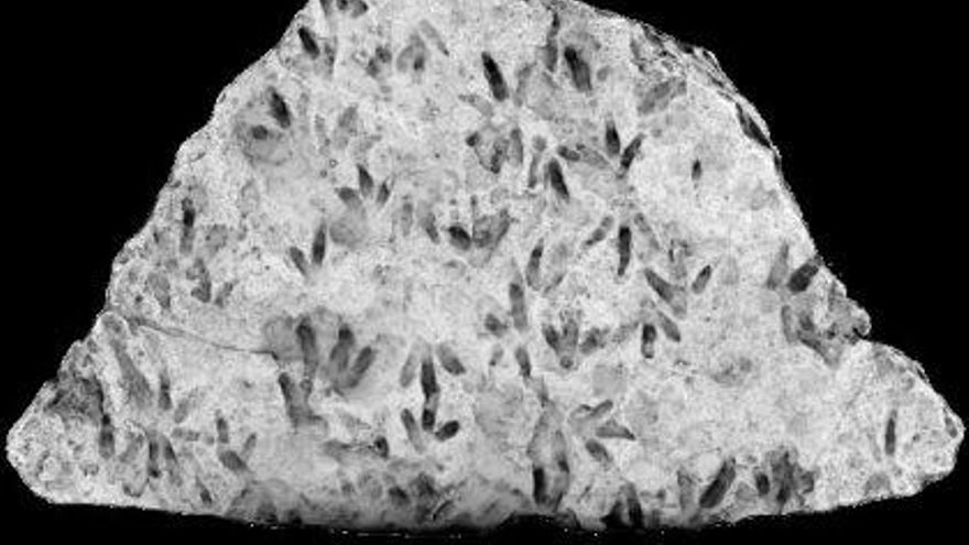 Descubren una roca con una enorme concentración de huellas de dinosaurio oculta dentro de un colegio de Australia