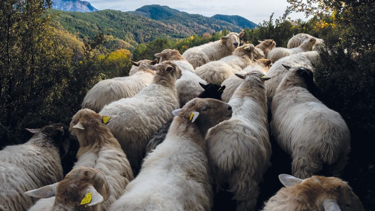 Un paseo de pastoreo cerca del pueblo abandonado de Morillo de Sampietro, en Aragón, en diciembre de 2023.