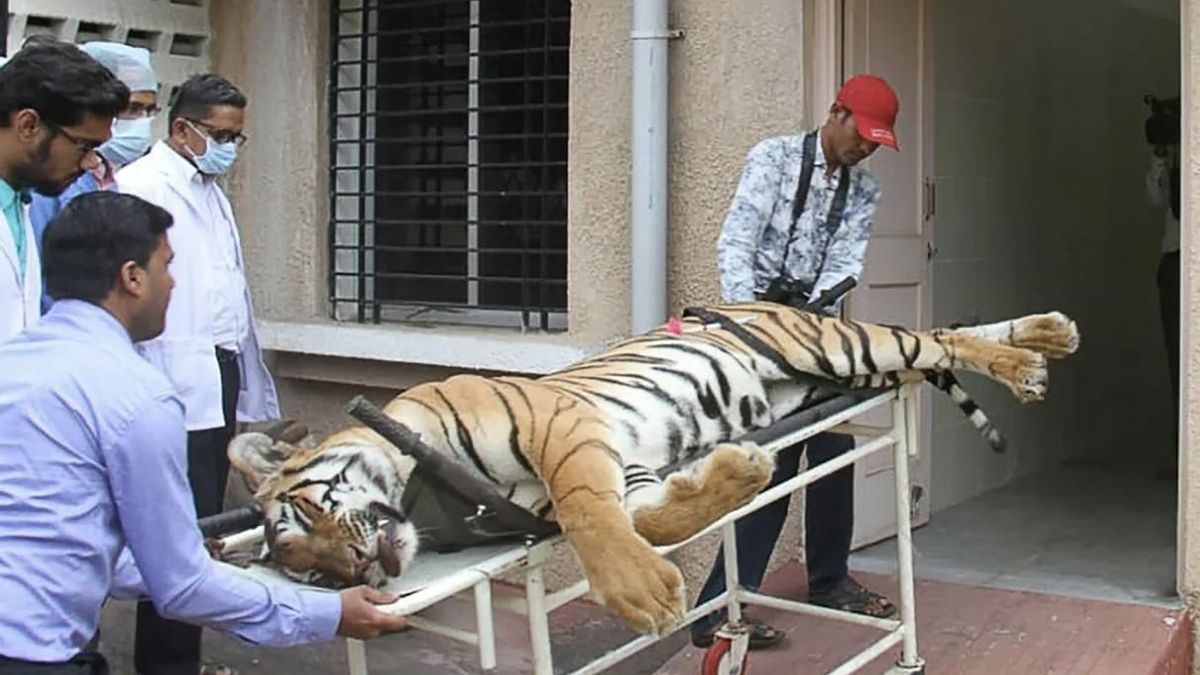 El operativo en Maharashtra terminó con la muerte de la tigresa Avni en 2018