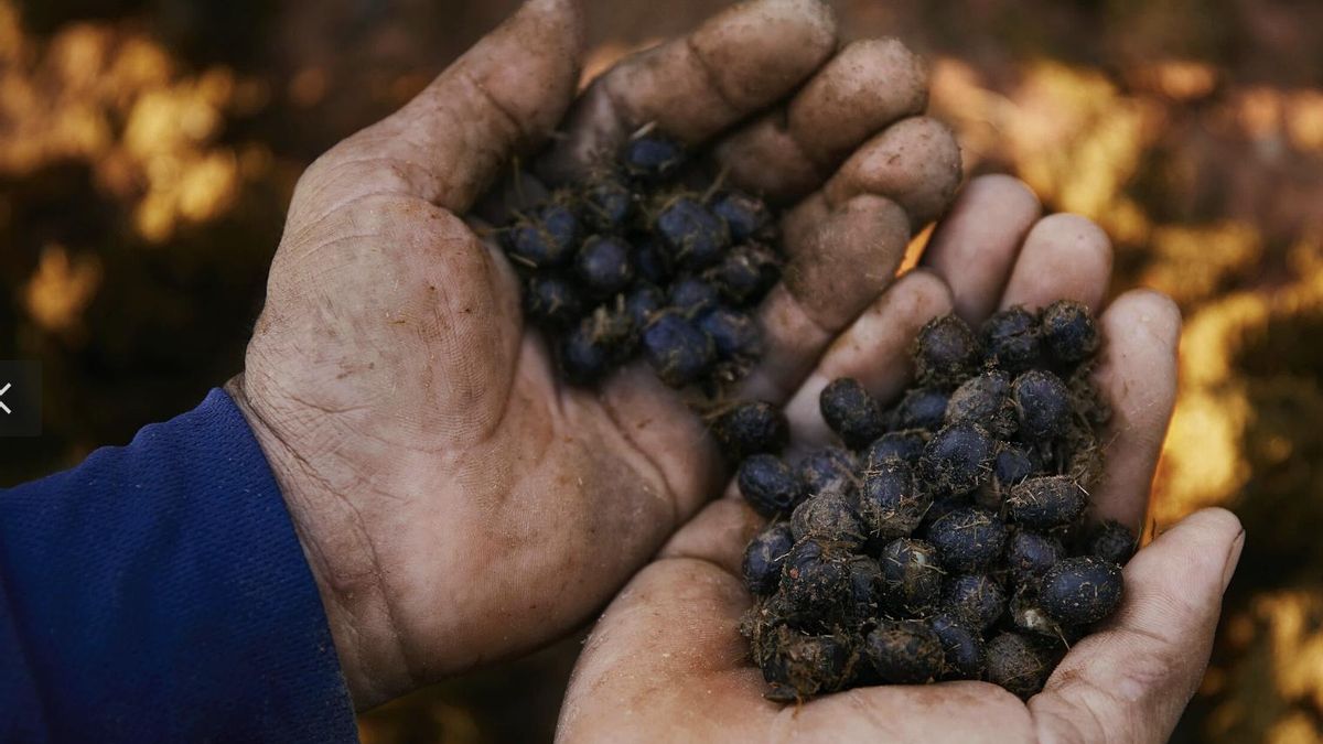 Las comparaciones con otras especies mostraron capacidades biológicas distintas al revisar genes y enzimas