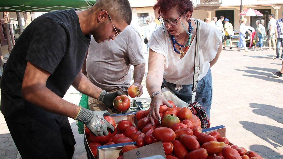 El tomate de Mansilla tendrá una cosecha corta que no alcanzará los 300.000 kilos en 2025
