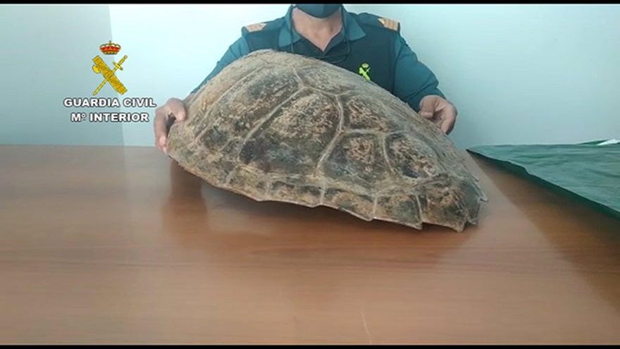 Denunciado por tener de adorno un caparazón de tortuga de una especie protegida