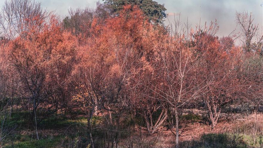 Frutales en Soto de La Hijuela