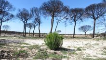 Doñana, un año después del incendio. Foto: WWF