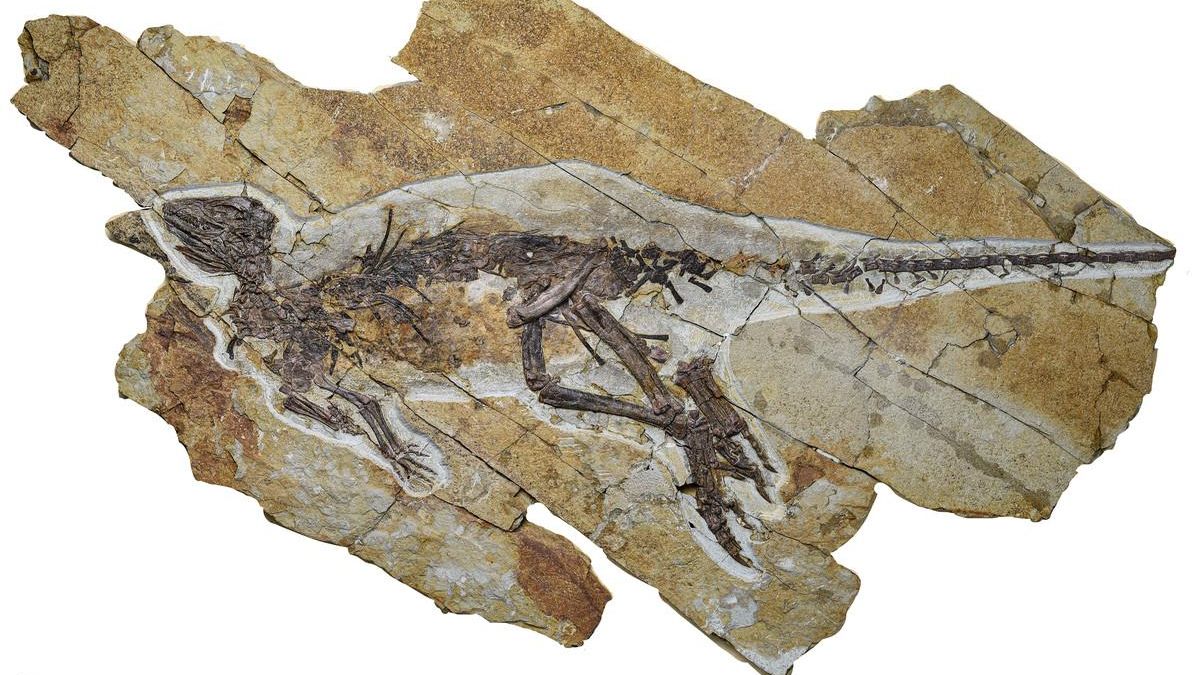 Descubren un dinosaurio que no rugía, sino que piaba como un ave