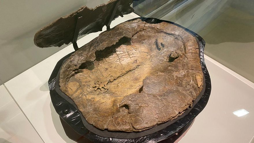 Tortuga recuperada en el Museo Natural