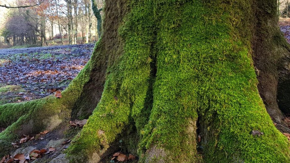 Durante los meses de otoño e invierno las raíces musgosas sobresalen de esta manta como venas verdes