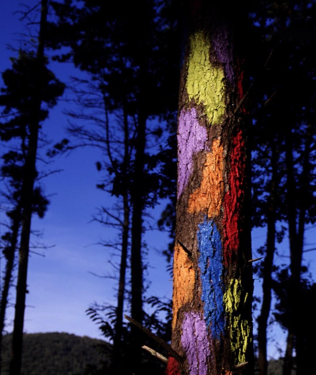 El Bosque de Oma es una de las obras más conocidas del artista vasco Agustín Ibarrola.