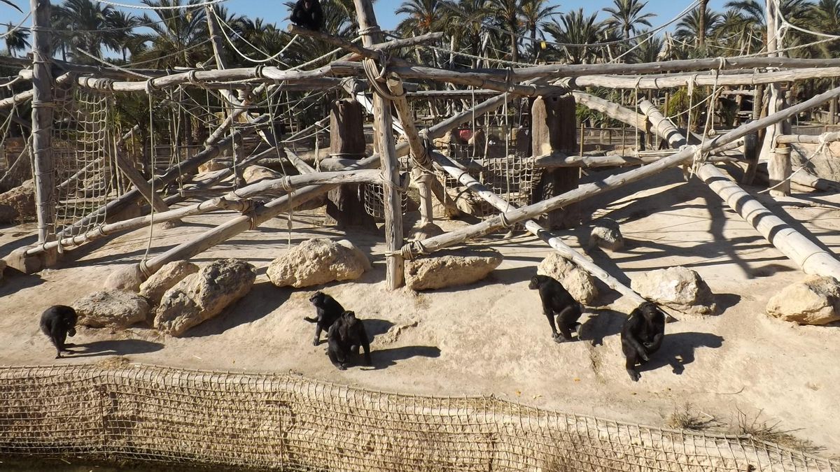 Chimpancés encerrados en un zoológico