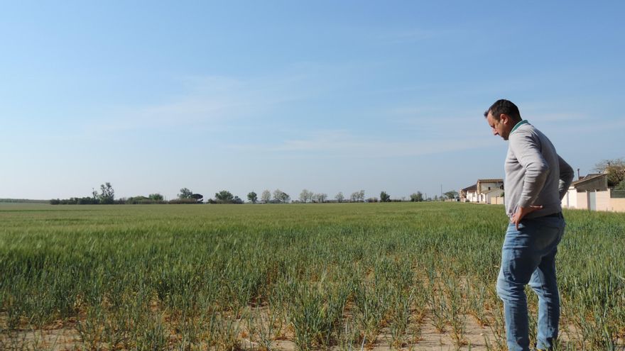 La sequía golpea el campo de Lleida: "Tiraremos la cosecha, ya solo queda salvar los árboles"