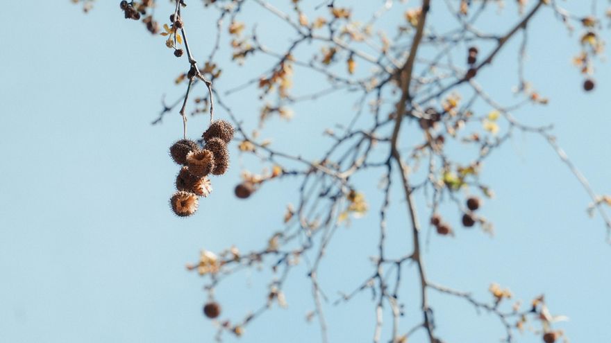 El trío de pólenes en máximos que azota esta semana a los alérgicos en Córdoba