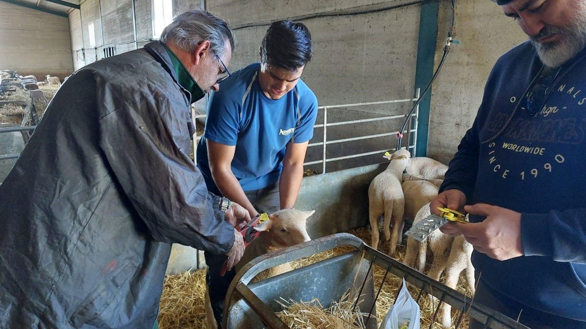 Un estudio confirma que el uso del orujo de tomate fermentado como pienso sostenible optimiza la producción y el bienestar animal
