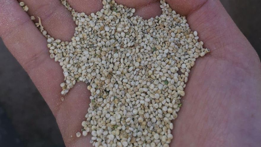 Quinoa, el grano de oro andino que se consolida como cultivo en León, el 'reino' del maíz