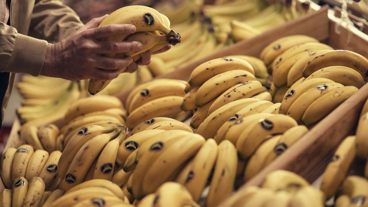 Los precios no reaccionan al alza pese a la 'pica' de plátano: los agricultores canarios siguen recogiendo pérdidas en agosto