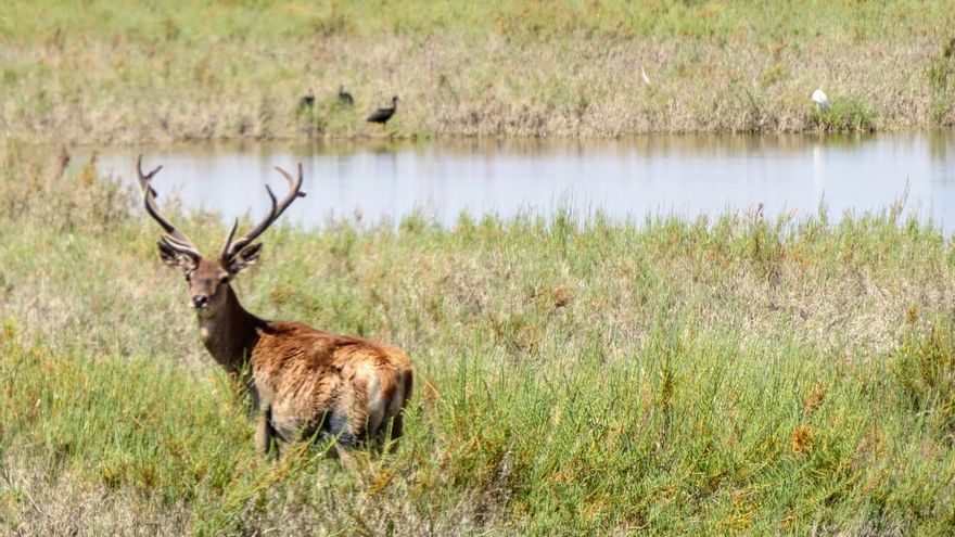 El verano con más agua en una década multiplica las aves en Doñana, pero no garantiza la supervivencia de las lagunas
