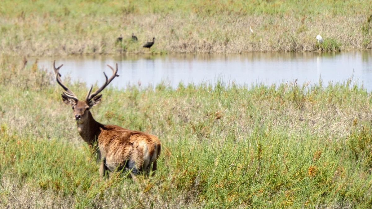 Vista de la marisma de Doñana por la Vereda de Sanlúcar el pasado 2 de julio.