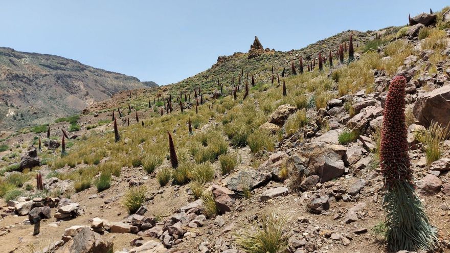 La ley de Clavijo para proteger la biodiversidad canaria queda en el aire al no garantizar recursos ni financiación