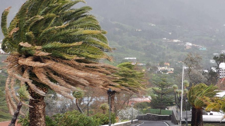 El viento provoca caídas de árboles y ramas en municipios de Tenerife y La Palma