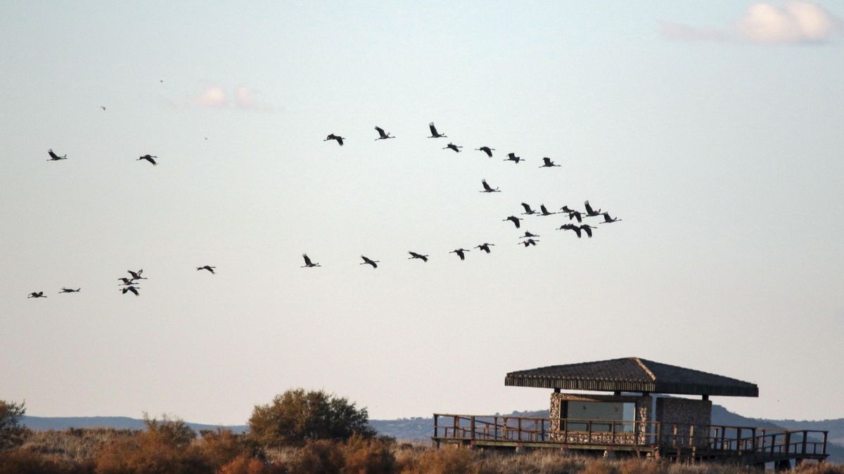 El segundo caso de gripe aviar en La Rioja es una grulla muerta en el pantano de Leiva