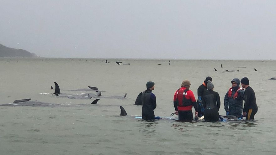 Los rescatadores participan en una enorme misión de rescate para salvar a algunos de los calderones tras un varamiento masivo en la costa oeste de la isla australiana de Tasmania.