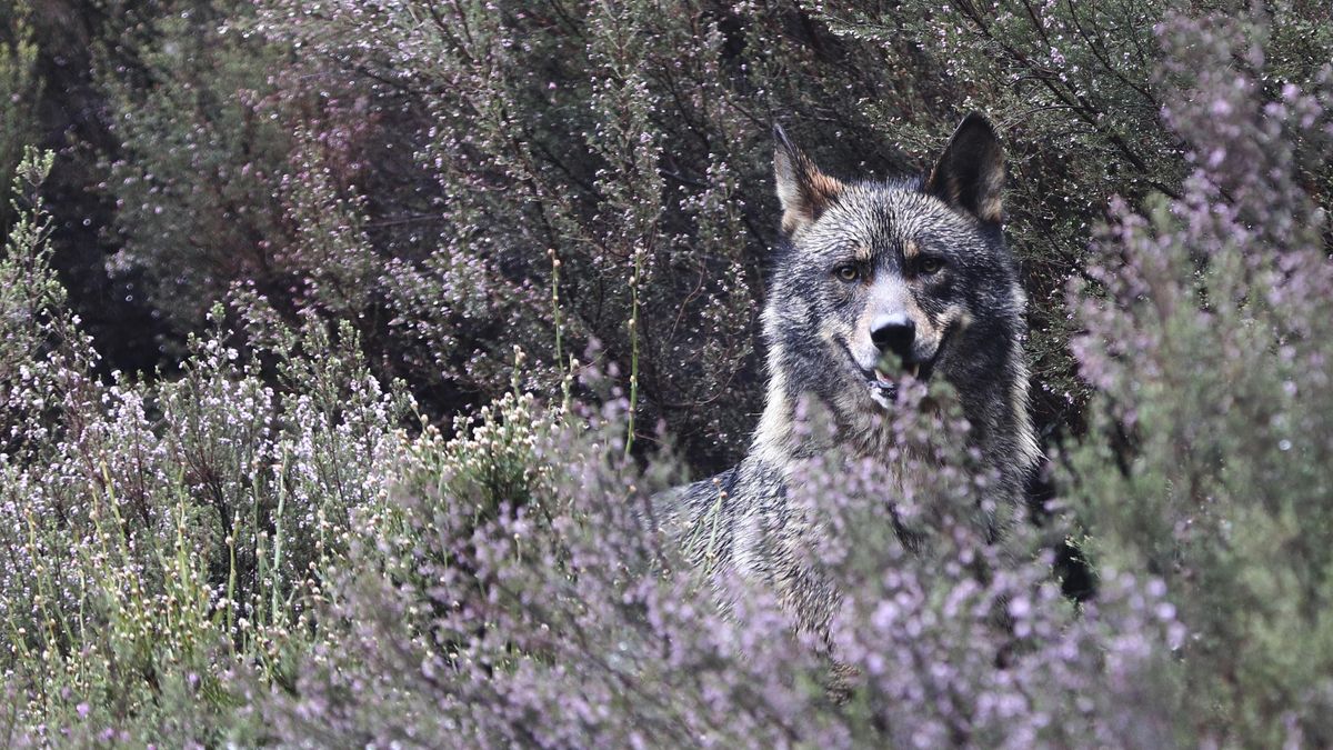 Fotografía de archivo de un lobo ibérico.