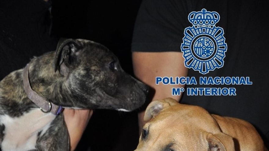 Casi todos los miembros de la red nacional que organizaba peleas de perros en Canarias y otras comunidades se libran de la cárcel