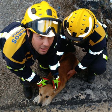 Bomberos de Gran Canaria auxilian a los animales en las inmediaciones a la erupción del volcán en La Palma