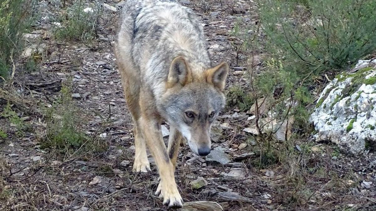 Santa María del Páramo acoge una charla sobre la conservación del lobo ibérico y su convivencia con el medio rural