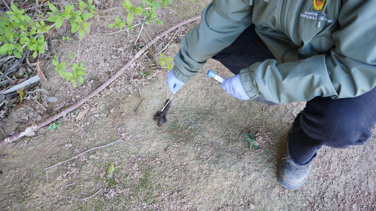 Santa Eulària propone 22 propuestas de sanción en el último mes por recogida de excrementos caninos