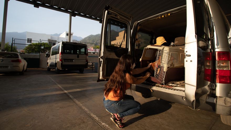 Sandra recoge a sus gallinas del Instituto Eusebio Barreto en Los Llanos de Aridane