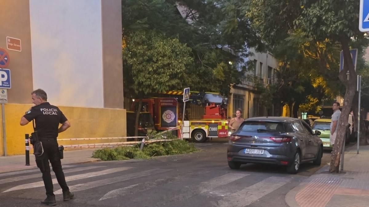 Una nueva caída de una rama afecta a varios vehículos en Ciudad Jardín