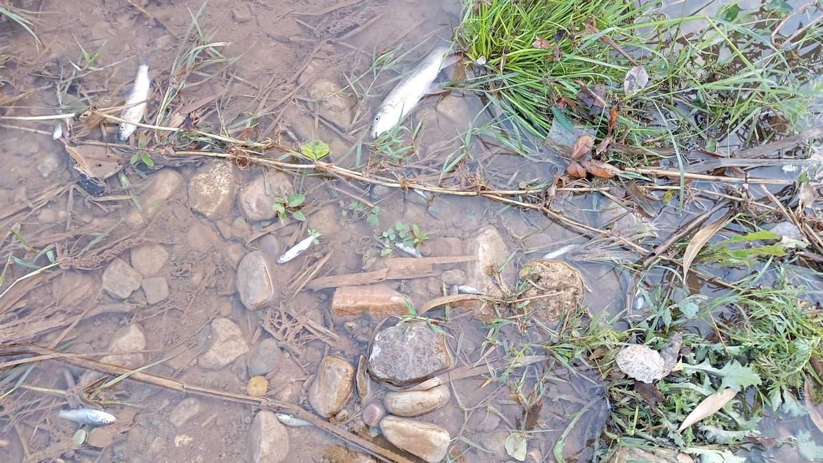 Peces muertos en el arroyo Pedroche.