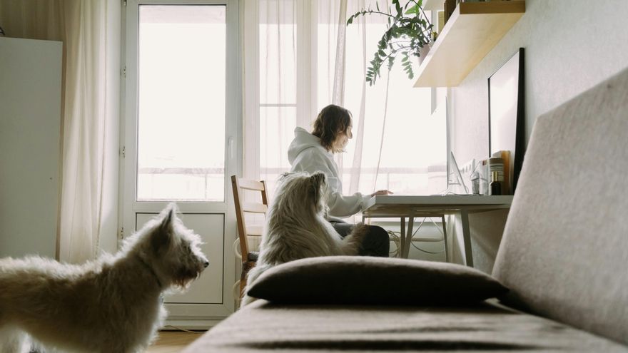 No, no es cierto que haya que pagar por tener perro a partir de 2025: la verdad sobre el supuesto "impuesto para perros"