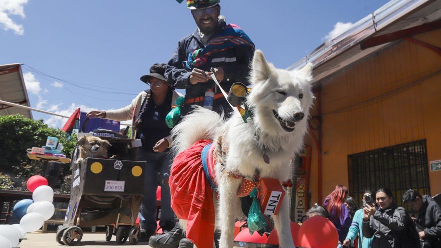 'Patitas con estilo', una pasarela canina contra el abandono de mascotas en Bolivia