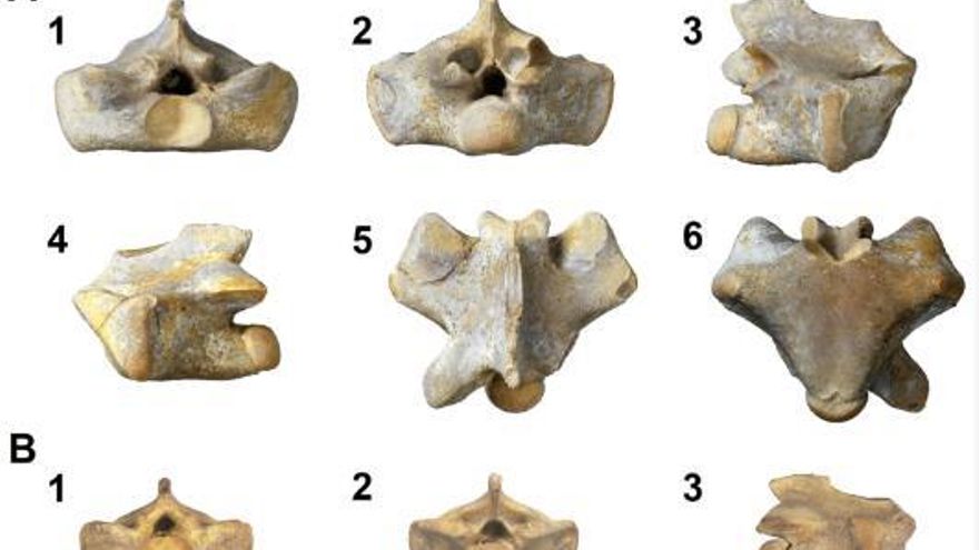 Segurasaurus, un nuevo género de reptil que arroja más luz sobre los vertebrados de hace 95 millones de años