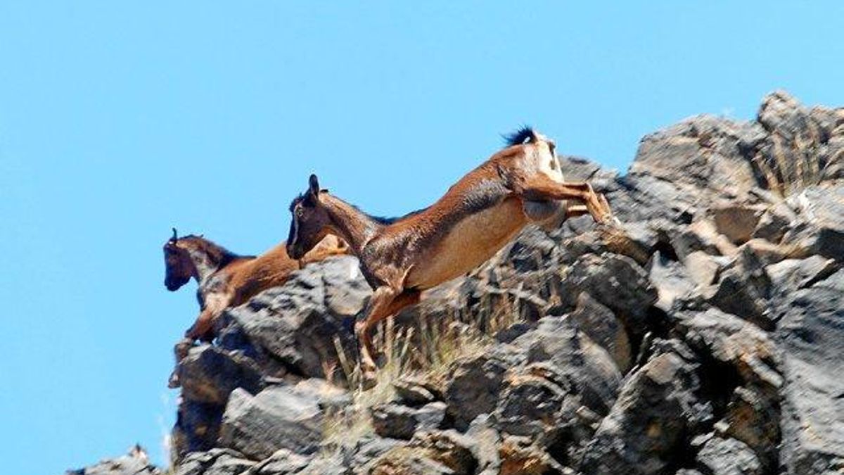 Cabras asilvestradas.