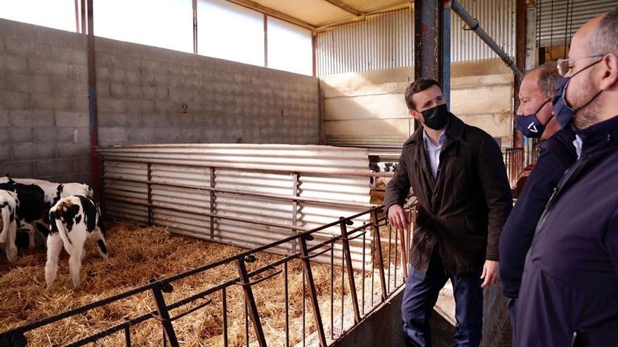 Pablo Casado, presidente del PP, visitando una explotación ganadera en Alcarrás (Lleida)