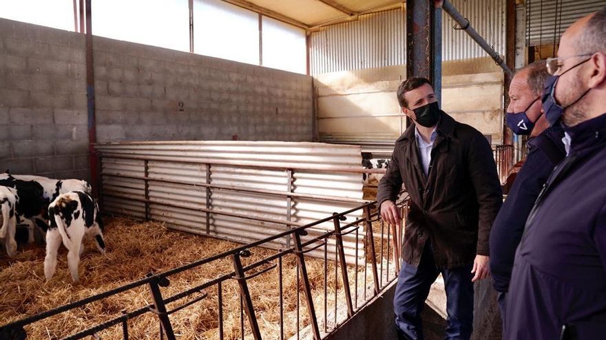 Pablo Casado, presidente del PP, visitando una explotación ganadera en Alcarrás (Lleida)